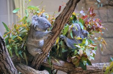 長田氏に聞く！学ぶ動物とのコミュニケーション術：意外な方法で心を通わせる